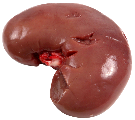 lambkidney